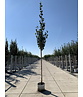 Gold-Birke | Betula ermanii Gold-Birke | Betula ermanii