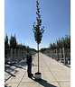 Gold-Birke | Betula ermanii Gold-Birke | Betula ermanii