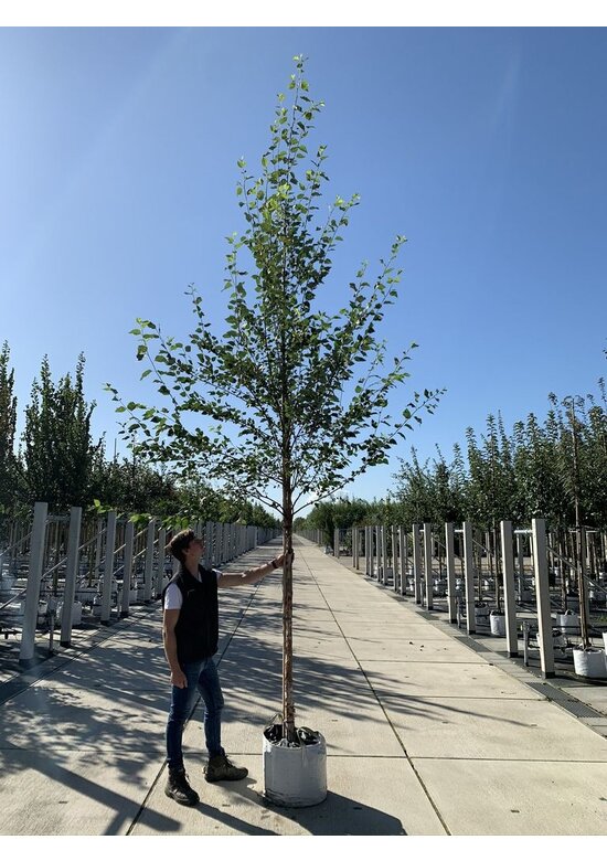 Schwarzbirke-Flussbirke | Betula nigra