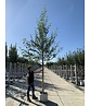 Schwarzbirke-Flussbirke | Betula nigra Schwarzbirke-Flussbirke | Betula nigra
