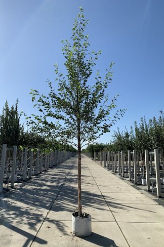 Schwarzbirke-Flussbirke | Betula nigra