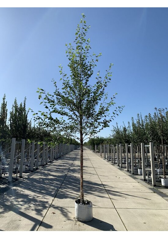 Schwarzbirke-Flussbirke | Betula nigra