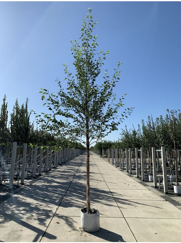 Schwarzbirke-Flussbirke | Betula nigra Schwarzbirke-Flussbirke | Betula nigra