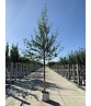 Schwarzbirke-Flussbirke | Betula nigra Schwarzbirke-Flussbirke | Betula nigra