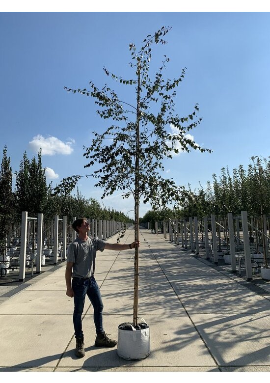 Blutbirke - Purpurbirke 'Purpurea' | Betula pendula 'Purpurea'