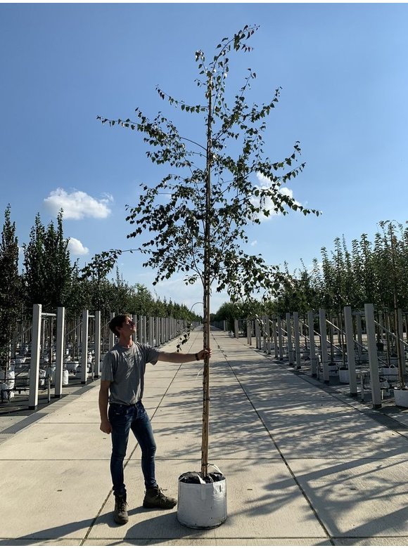 Blutbirke - Purpurbirke 'Purpurea' | Betula pendula 'Purpurea' Blutbirke - Purpurbirke 'Purpurea' | Betula pendula 'Purpurea'