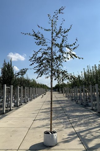 Blutbirke - Purpurbirke 'Purpurea' | Betula pendula 'Purpurea'