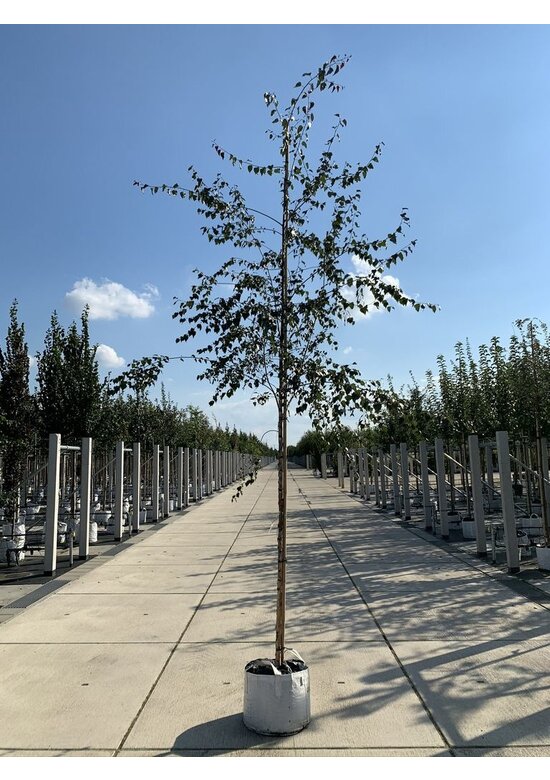 Blutbirke - Purpurbirke 'Purpurea' | Betula pendula 'Purpurea'