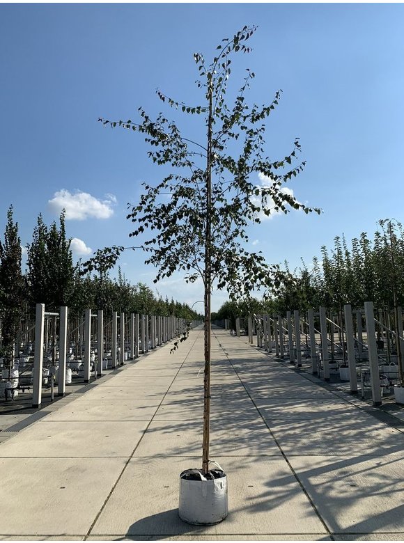 Blutbirke - Purpurbirke 'Purpurea' | Betula pendula 'Purpurea' Blutbirke - Purpurbirke 'Purpurea' | Betula pendula 'Purpurea'
