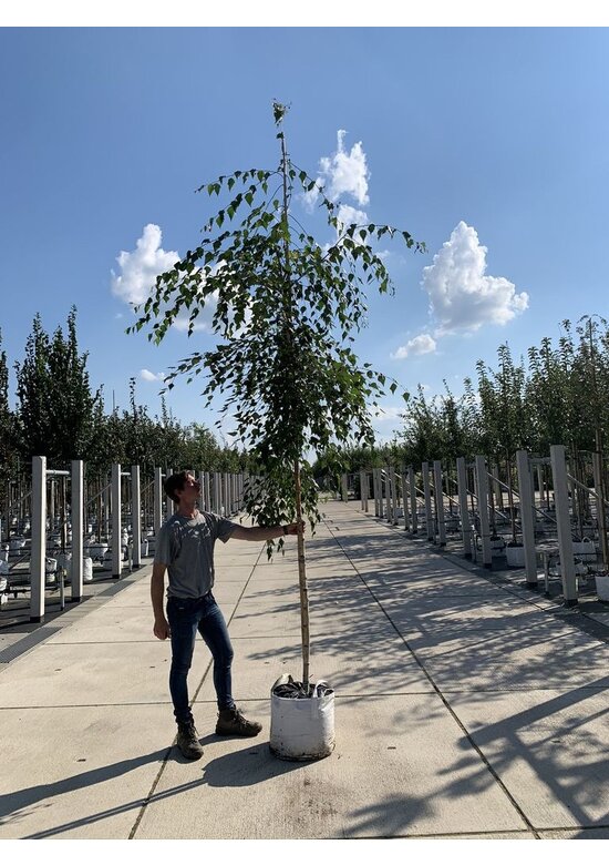 Hängebirke 'Tristis' | Betula pendula 'Tristis'