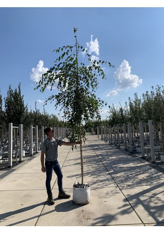 Hängebirke 'Tristis' | Betula pendula 'Tristis'