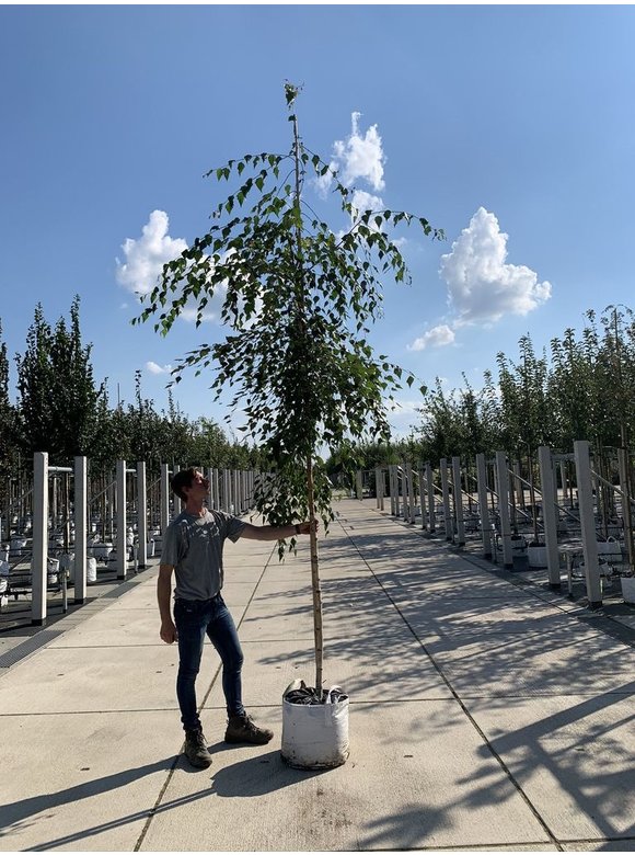 Hänge-Birke 'Tristis' | Betula pendula 'Tristis' Hänge-Birke 'Tristis' | Betula pendula 'Tristis'