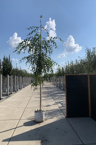Hängebirke 'Tristis' | Betula pendula 'Tristis' Hängebirke 'Tristis' | Betula pendula 'Tristis'