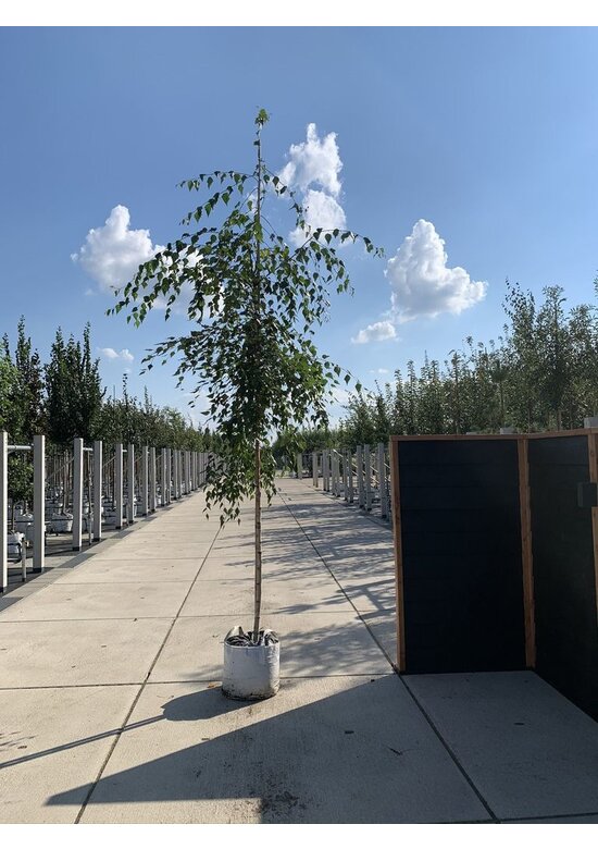 Hängebirke 'Tristis' | Betula pendula 'Tristis'