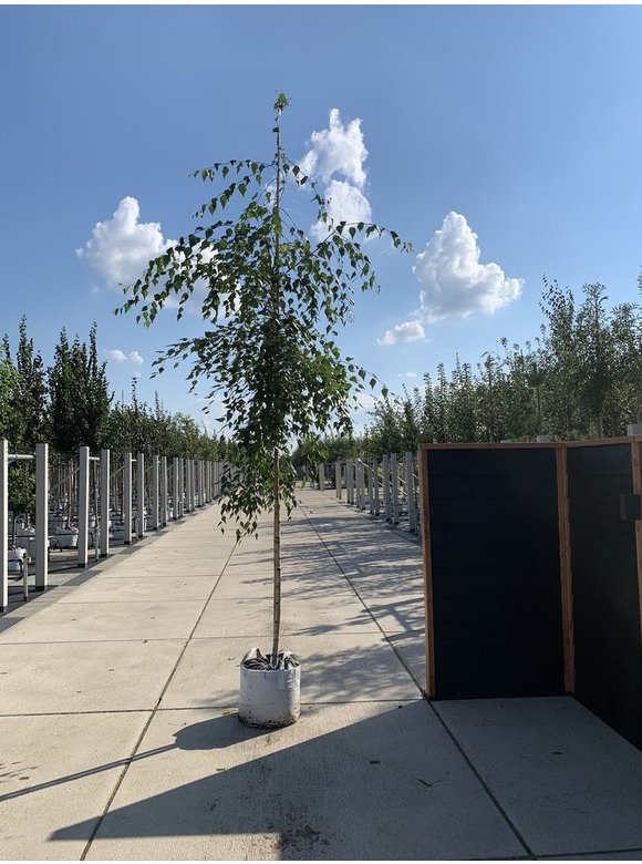 Hänge-Birke 'Tristis' | Betula pendula 'Tristis' Hänge-Birke 'Tristis' | Betula pendula 'Tristis'