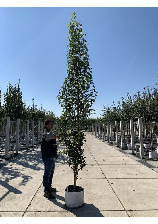 Säulen-Birke 'Fastigiata' - Stammbusch | Betula pendula 'Fastigiata'