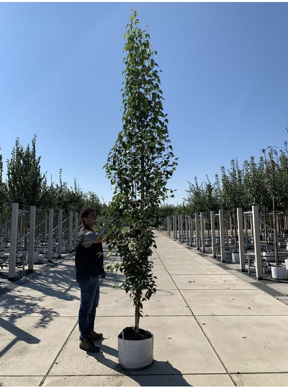 Säulen-Birke 'Fastigiata' - Stammbusch | Betula pendula 'Fastigiata' Säulen-Birke 'Fastigiata' - Stammbusch | Betula pendula 'Fastigiata'