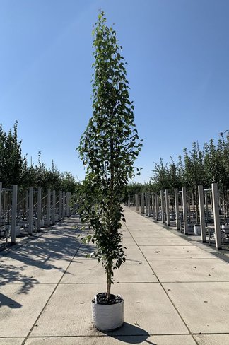 Säulen-Birke 'Fastigiata' - Stammbusch | Betula pendula 'Fastigiata'