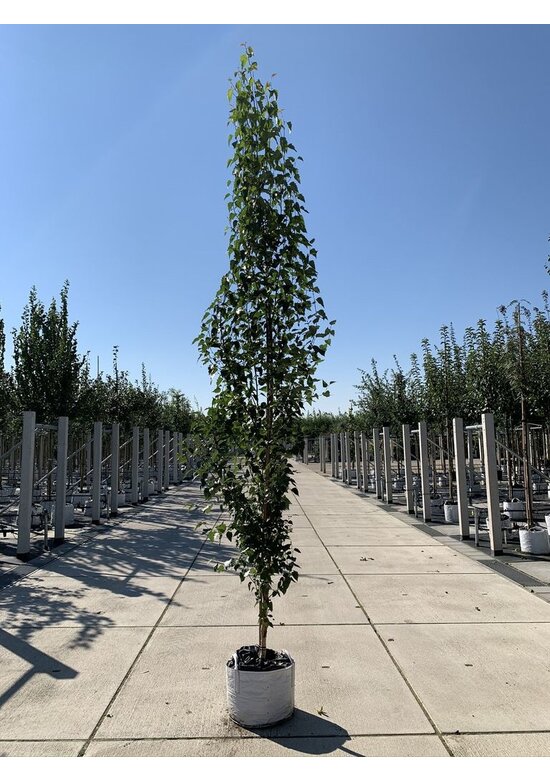 Säulen-Birke 'Fastigiata' - Stammbusch | Betula pendula 'Fastigiata'