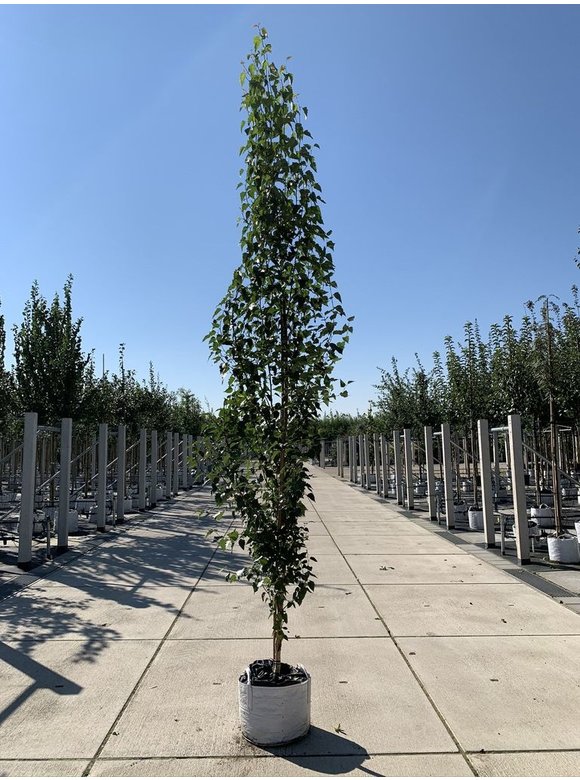Säulen-Birke 'Fastigiata' - Stammbusch | Betula pendula 'Fastigiata' Säulen-Birke 'Fastigiata' - Stammbusch | Betula pendula 'Fastigiata'
