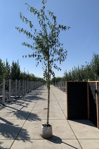 Schlitzblättrige Sandbirke 'Laciniata' | Betula pendula 'Laciniata' Schlitzblättrige Sandbirke 'Laciniata' | Betula pendula 'Laciniata'