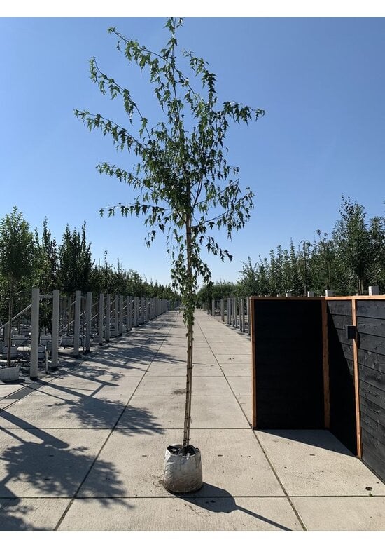 Schlitzblättrige Sandbirke 'Laciniata' | Betula pendula 'Laciniata'