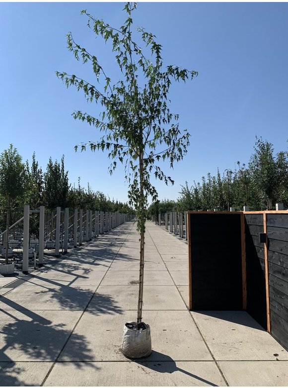 Schlitzblättrige Sandbirke 'Laciniata' | Betula pendula 'Laciniata' Schlitzblättrige Sandbirke 'Laciniata' | Betula pendula 'Laciniata'