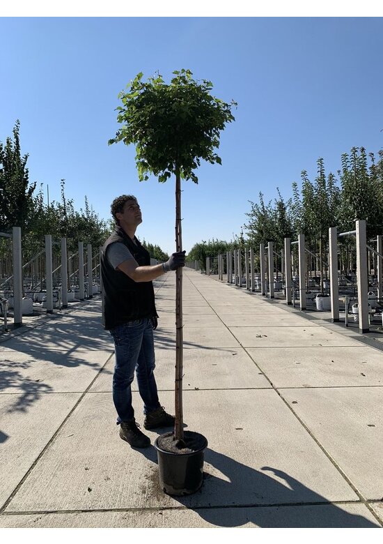 Lollypop Birke 'Magical Globe' | Betula pendula 'Magical Globe'