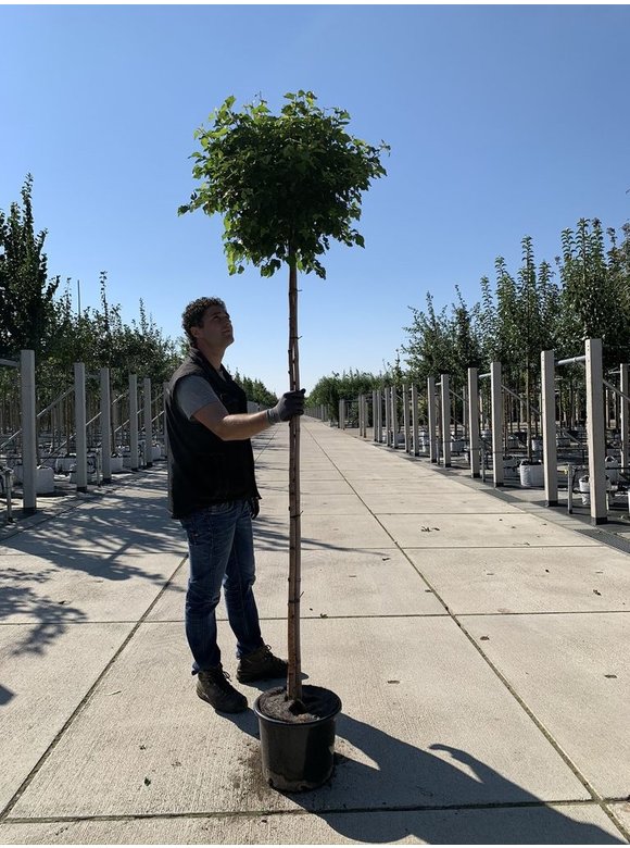 Lollypop Birke 'Magical Globe' | Betula pendula 'Magical Globe' Lollypop Birke 'Magical Globe' | Betula pendula 'Magical Globe'