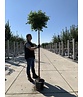 Lollypop Birke 'Magical Globe' | Betula pendula 'Magical Globe' Lollypop Birke 'Magical Globe' | Betula pendula 'Magical Globe'
