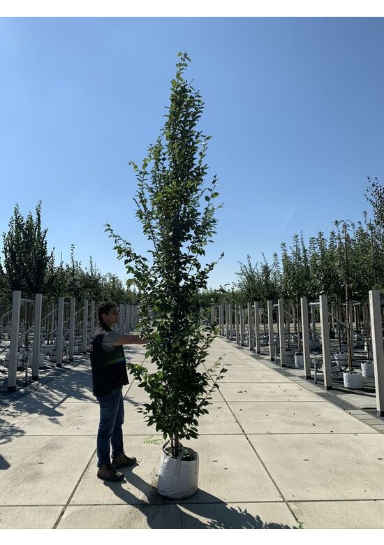 Pyramiden-Hainbuche - Säulen-Hainbuche 'Fastigiata' - Stammbusch | Carpinus betulus 'Fastigiata' Pyramiden-Hainbuche - Säulen-Hainbuche 'Fastigiata' - Stammbusch | Carpinus betulus 'Fastigiata'