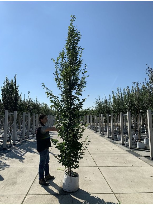 Pyramiden-Hainbuche - Säulen-Hainbuche 'Fastigiata' - Stammbusch | Carpinus betulus 'Fastigiata' Pyramiden-Hainbuche - Säulen-Hainbuche 'Fastigiata' - Stammbusch | Carpinus betulus 'Fastigiata'