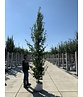 Pyramiden-Hainbuche - Säulen-Hainbuche 'Fastigiata' - Stammbusch | Carpinus betulus 'Fastigiata' Pyramiden-Hainbuche - Säulen-Hainbuche 'Fastigiata' - Stammbusch | Carpinus betulus 'Fastigiata'