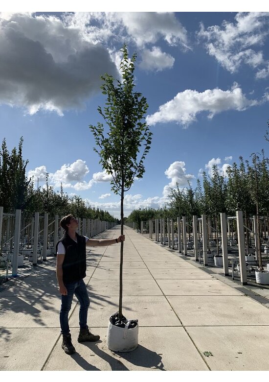 Hainbuche 'Frans Fontaine' | Carpinus betulus 'Frans Fontaine'