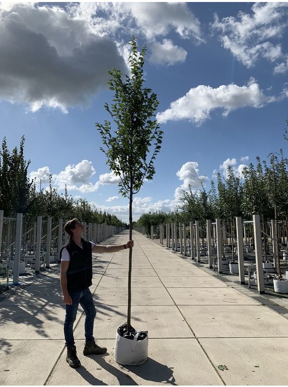 Hainbuche 'Frans Fontaine' | Carpinus betulus 'Frans Fontaine' Hainbuche 'Frans Fontaine' | Carpinus betulus 'Frans Fontaine'