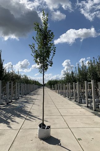 Hainbuche 'Frans Fontaine' | Carpinus betulus 'Frans Fontaine' Hainbuche 'Frans Fontaine' | Carpinus betulus 'Frans Fontaine'