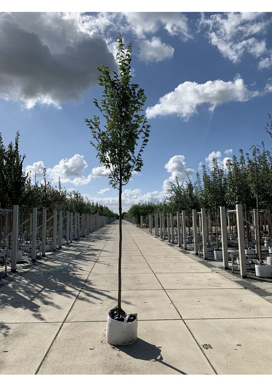 Hainbuche 'Frans Fontaine' | Carpinus betulus 'Frans Fontaine' Hainbuche 'Frans Fontaine' | Carpinus betulus 'Frans Fontaine'