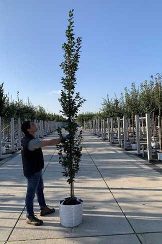 Säulen-Hainbuche 'Lucas' - Stammbusch | Carpinus betulus 'Lucas'