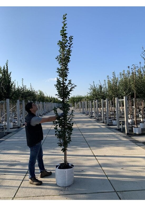 Säulen-Hainbuche 'Lucas' - Stammbusch | Carpinus betulus 'Lucas'
