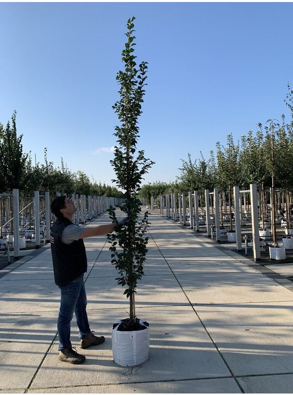 Säulen-Hainbuche 'Lucas' - Stammbusch | Carpinus betulus 'Lucas' Säulen-Hainbuche 'Lucas' - Stammbusch | Carpinus betulus 'Lucas'