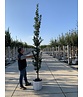 Säulen-Hainbuche 'Lucas' - Stammbusch | Carpinus betulus 'Lucas' Säulen-Hainbuche 'Lucas' - Stammbusch | Carpinus betulus 'Lucas'