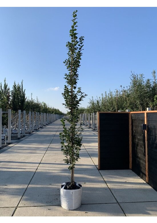 Säulen-Hainbuche 'Lucas' - Stammbusch | Carpinus betulus 'Lucas'