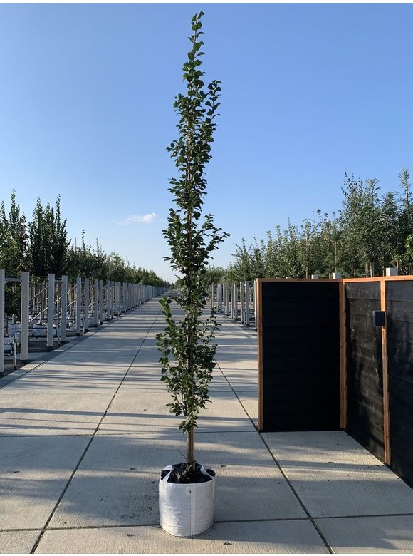 Säulen-Hainbuche 'Lucas' - Stammbusch | Carpinus betulus 'Lucas' Säulen-Hainbuche 'Lucas' - Stammbusch | Carpinus betulus 'Lucas'