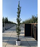 Säulen-Hainbuche 'Lucas' - Stammbusch | Carpinus betulus 'Lucas' Säulen-Hainbuche 'Lucas' - Stammbusch | Carpinus betulus 'Lucas'