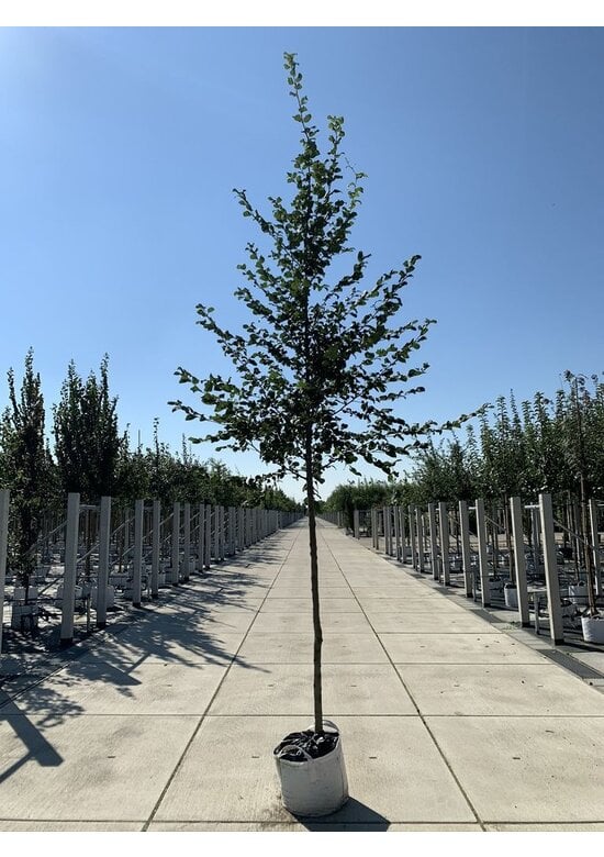 Hainbuche Baum | Carpinus betulus