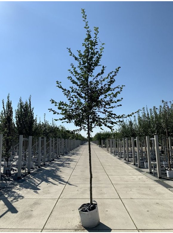 Hainbuche - Weißbuche | Carpinus betulus Hainbuche - Weißbuche | Carpinus betulus