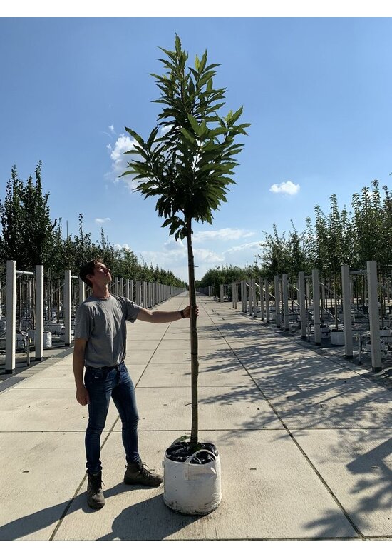 Esskastanienbaum | Castanea sativa Esskastanienbaum | Castanea sativa