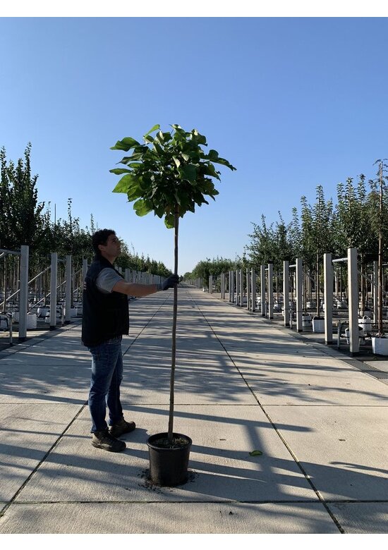 Kugeltrompetenbaum | Catalpa bignonioides 'Nana'