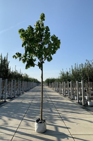 Trompetenbaum | Catalpa bignonioides