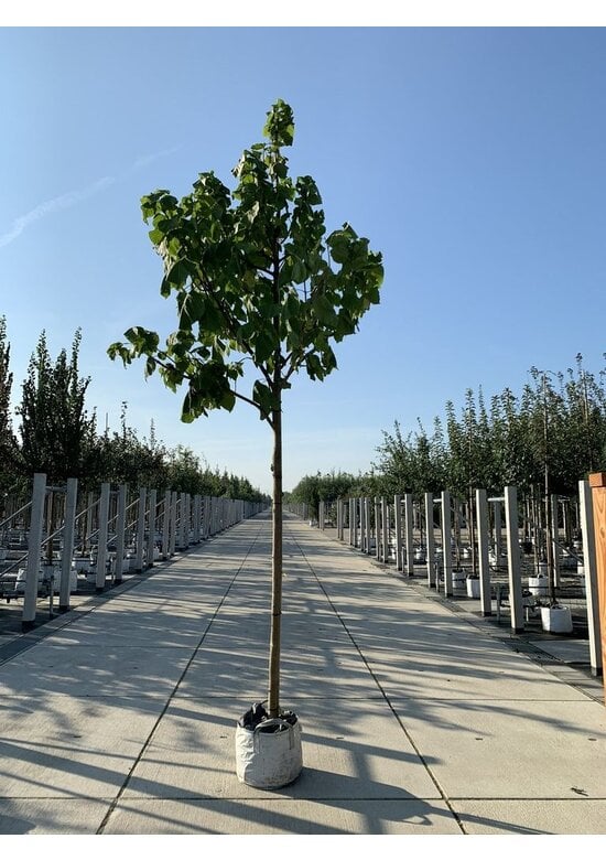 Trompetenbaum | Catalpa bignonioides